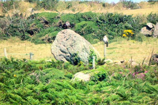Propped menhir at Trevean 1