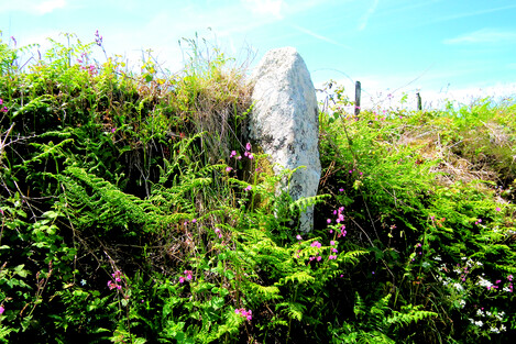This bronze age menhir at Bosiliack has had a headge wall built around it - this is not uncommon. The hedge itself is many centuries old, but only about one fifth the age of the menhir