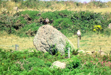 The Trevean 1 menhir from another angle, with two young peregrine falcons in residence