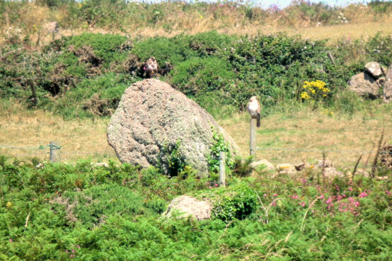 Trevean 1 menhir, near Carn Les Boel