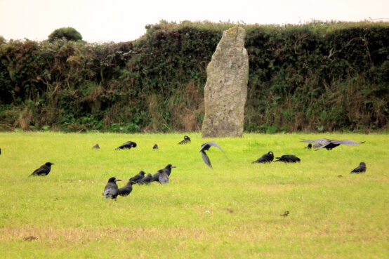 Trevorgans Menhir, near St Buryan