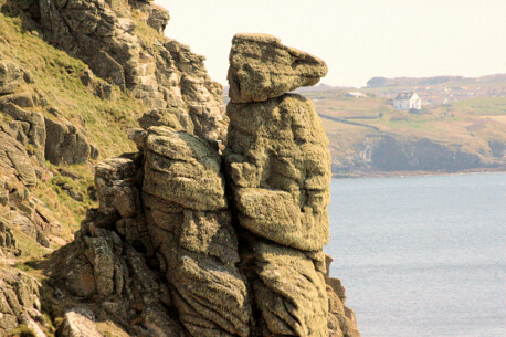 Guardian Meerkat, Rinsey, near Porthleven, Cornwall