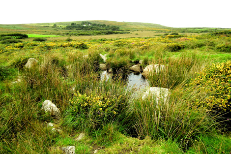 A pool near Bodrifty, and part of its landscape. Behind is Carn Galva
