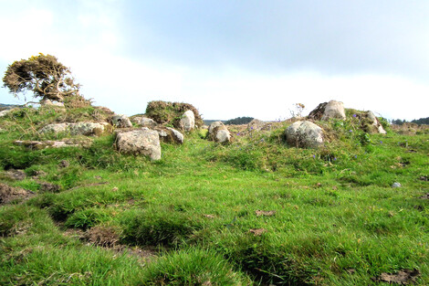Bosporthennis