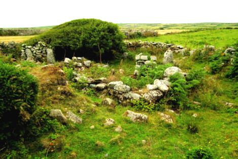 Bosporthennis