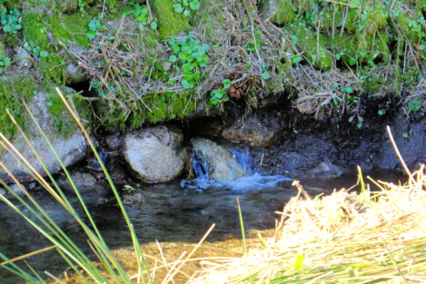 A wee spring at Botrea. Not exactly a holy well, it nevertheless sits below Bosence Chapel, an early-medieval Christian oratory, and it probably supplied water to the hermit at the chapel.