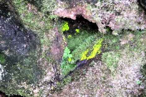 Phosphorescent Schistostega plants at Sancreed Beacon. These plants grow only in the special kind of negative-ion and energy-charged conditions present at wells and similar places.