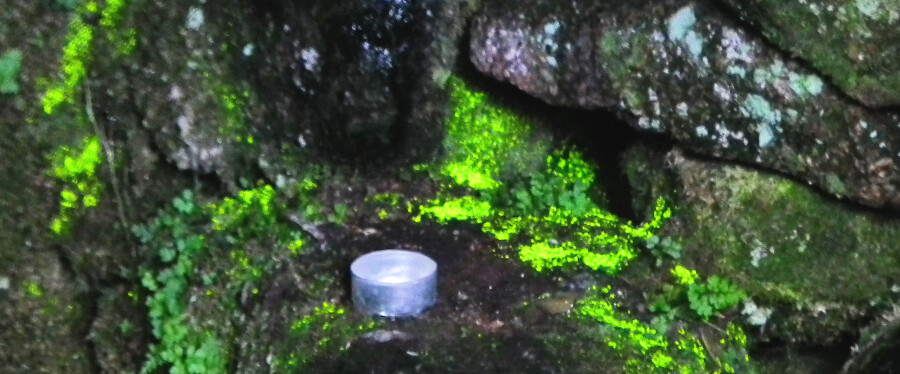 Phosphorescent plants at Sancreed Well